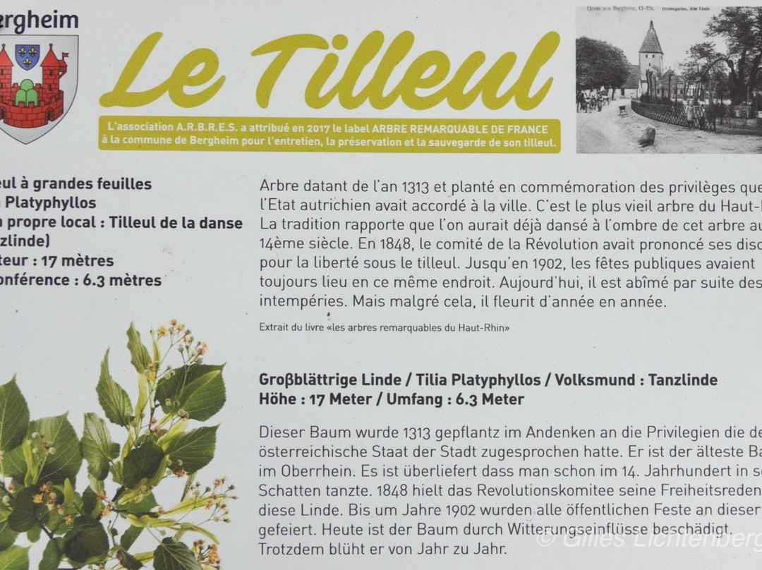 Le Tilleul Millenaire景点图片