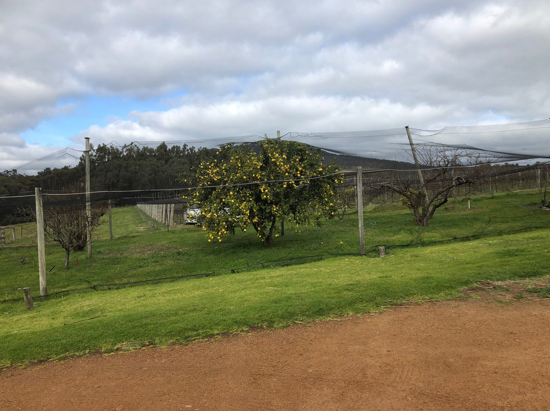 Duke's Vineyard-Porongurup必去景点