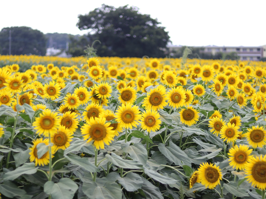 Kiyose Sunflower Farm-清濑市必去景点