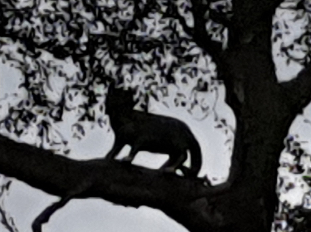 The Wildcat Experience景点图片