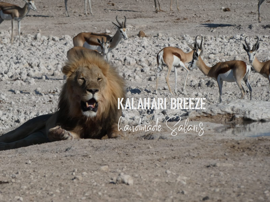 Kalahari Breeze Safaris景点图片