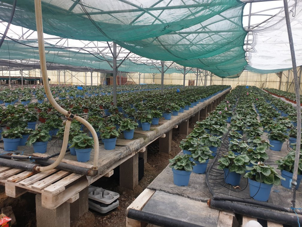 Serre Exotique Domaine du Gazania景点图片