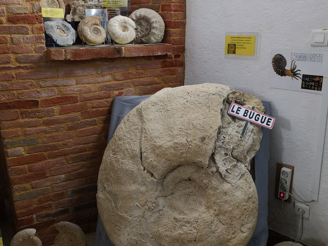 Musee de mineralogie et Paleontologie景点图片