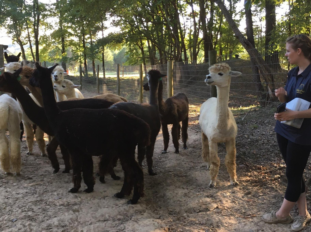 Rolling Oak Alpaca Ranch景点图片