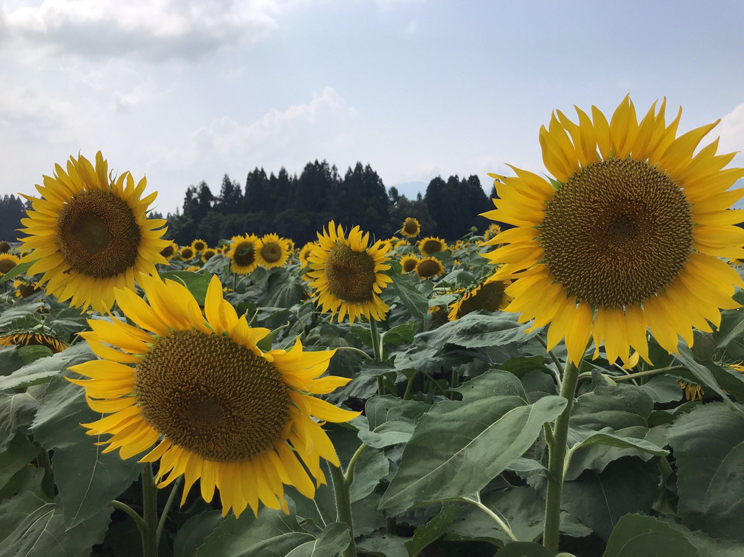 Tsunan Himawari Square-津南町必去景点