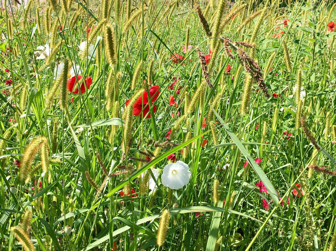 Golfanlage Schopfheim-Schopfheim必去景点