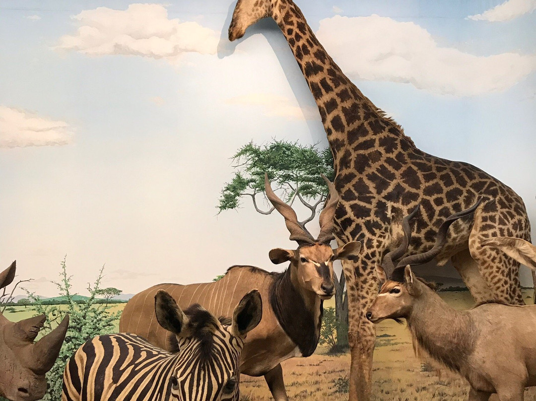 Shiga Safari Museum-甲贺市必去景点