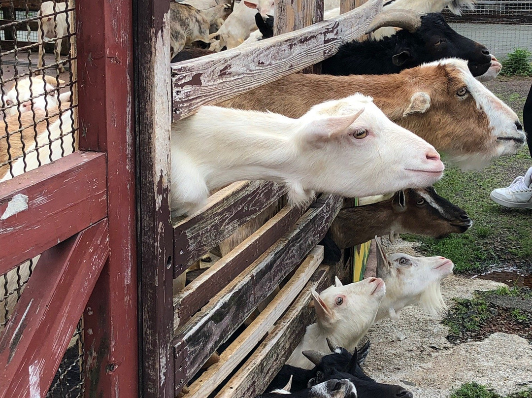 Rakunoh Mother's Aso Milk Bokujo-西原町必去景点