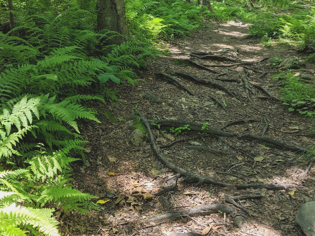 Broad Meadow Brook Conservation Center & Wildlife Sanctuary-伍斯特必去景点