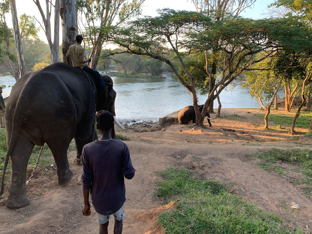 Dubare Elephant Camp景点图片