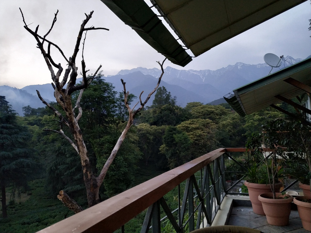 Lamrin Norwood Green Palampur主图