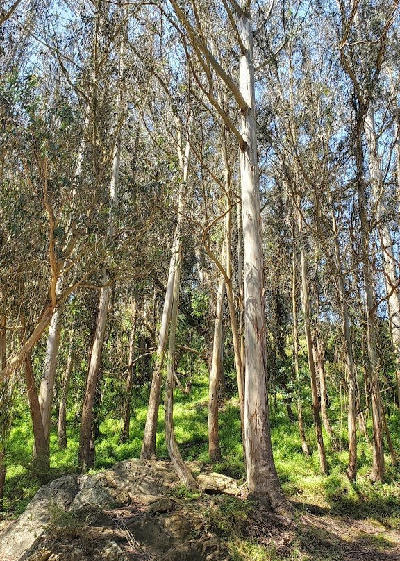 Glen Canyon Park-旧金山必去景点