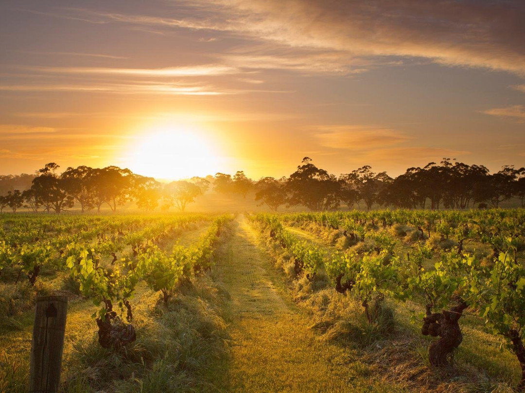 Barossa Wellness景点图片