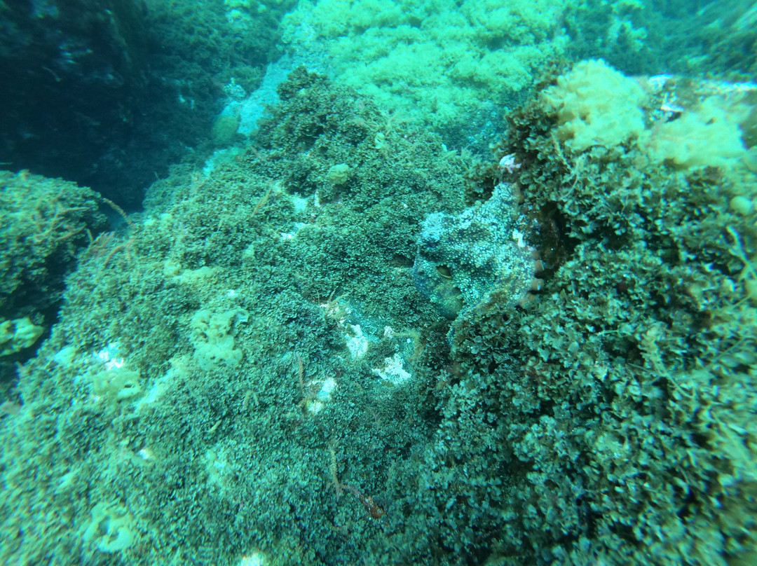 Twin peaks diving center-Pico必去景点