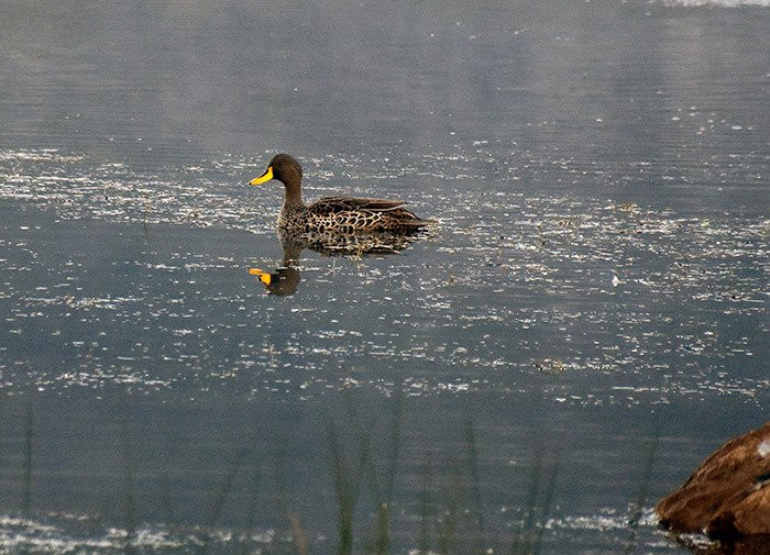 Springfontein River Lodge主图