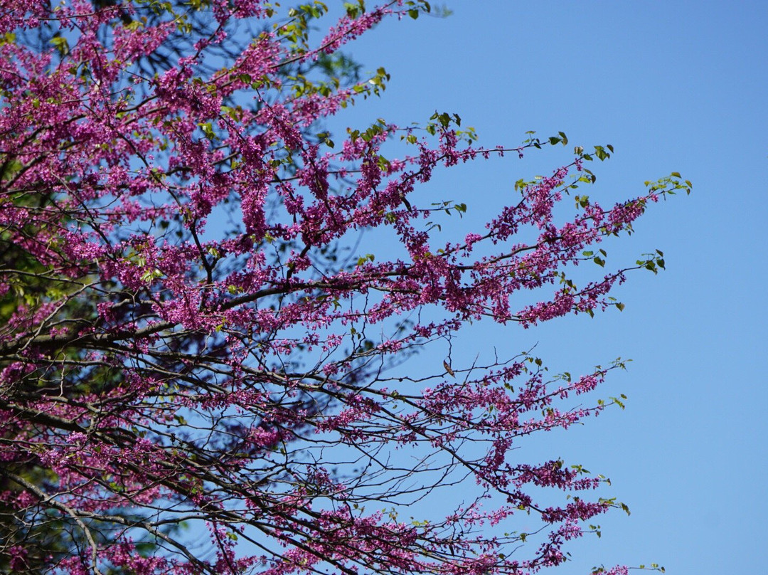 Lower Huron Metropark-Belleville必去景点