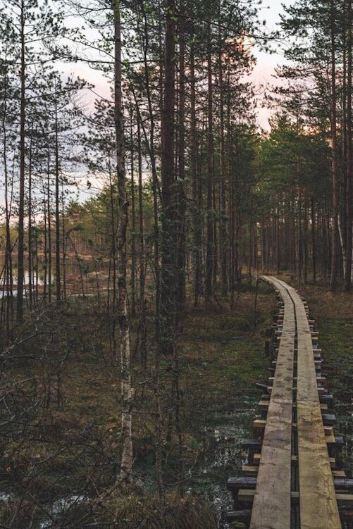 State Nature Reserve Boloto Lammin-Suo景点图片