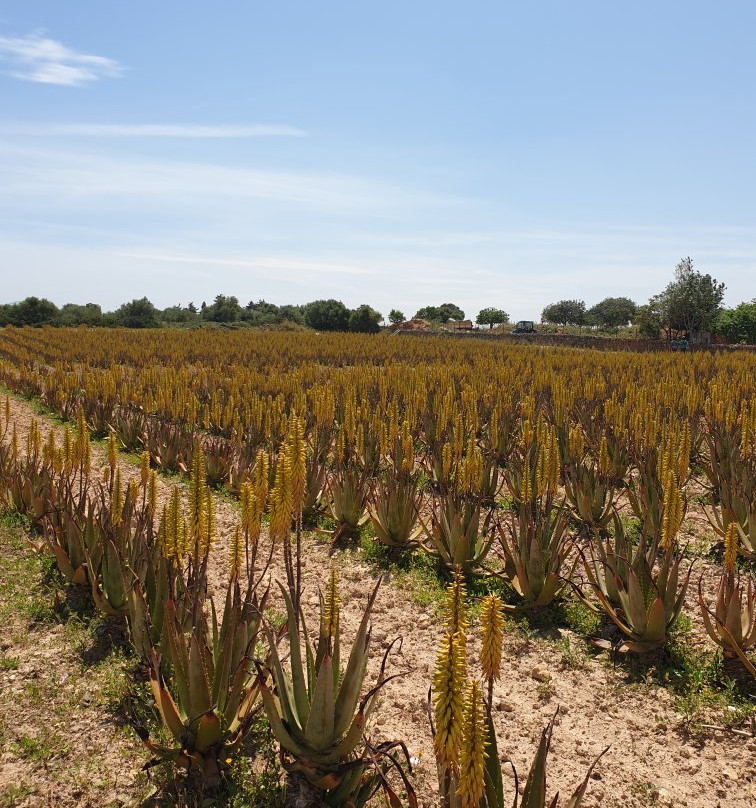 Aloe Vera Farm Mallorca景点图片
