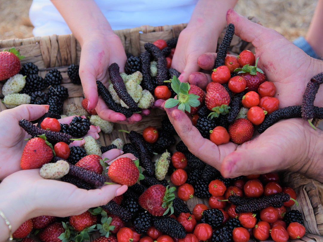 Agronen - Self Picking-Gedera必去景点