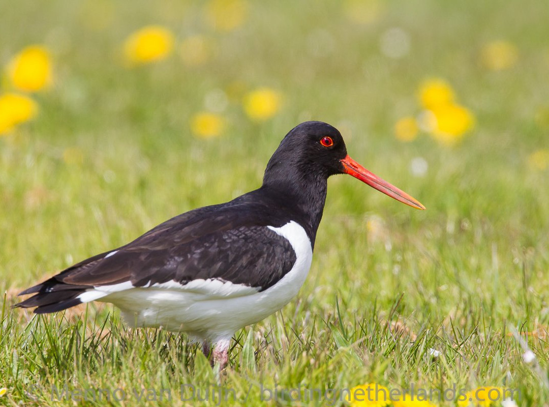 Birding Netherlands景点图片