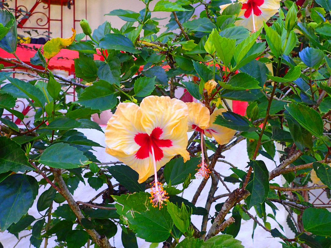 Drapers San Guest House主图