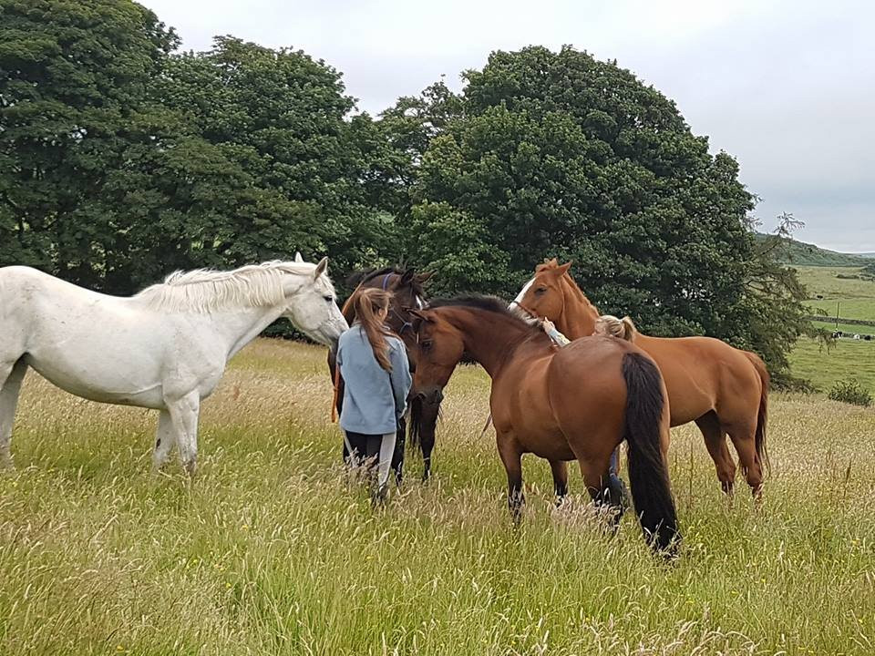 The 3 Rs Horse Rescue Centre景点图片