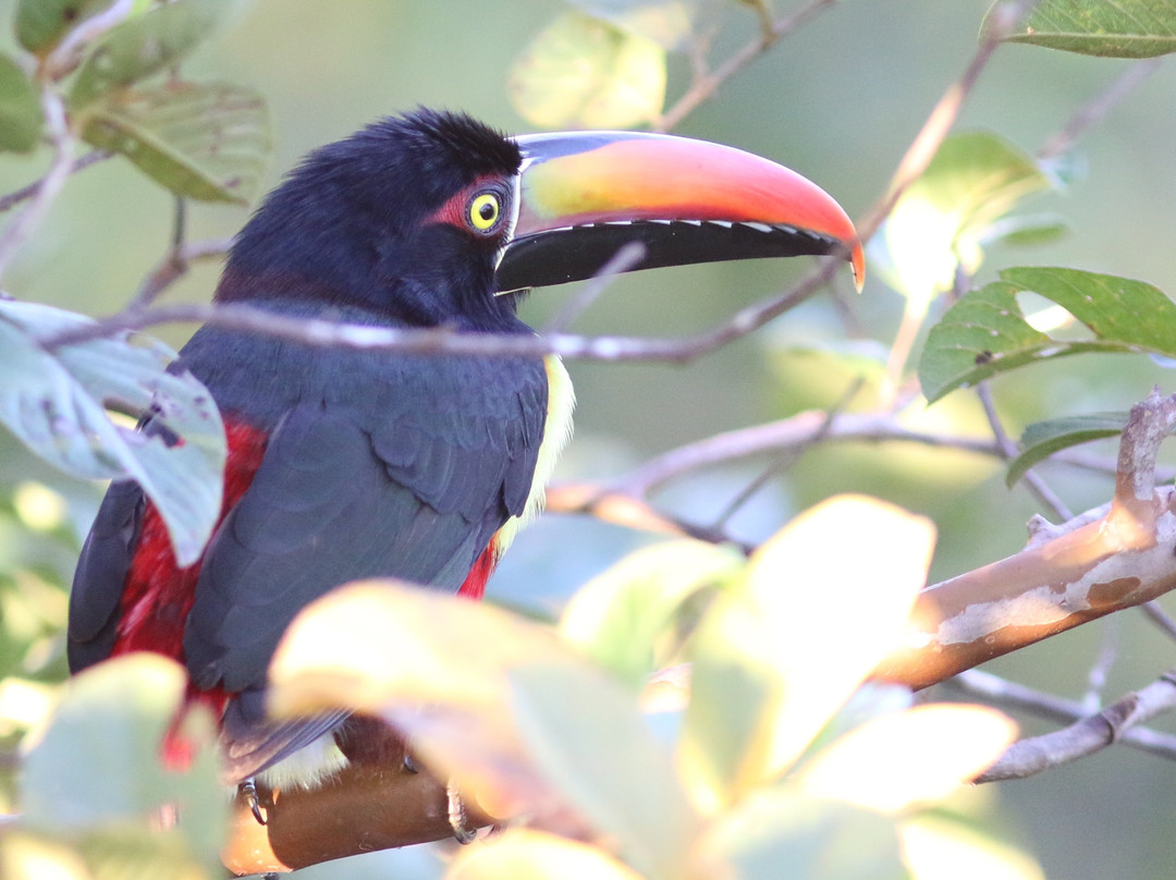 Rancho Capulin Bed&Breakfast主图