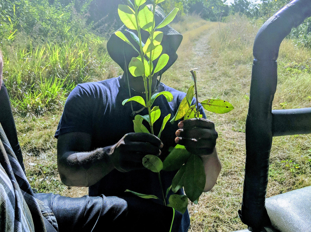 Tobago Off-Road Expeditions-斯卡伯勒必去景点