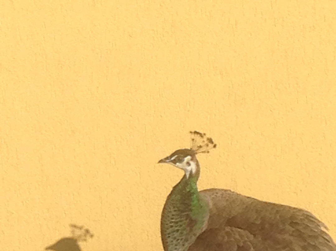 Villa Michelon主图