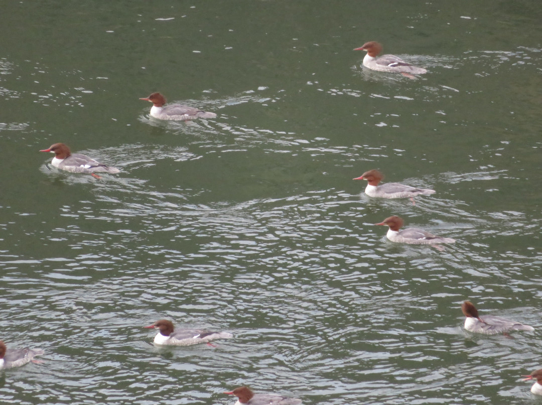 Johnny Cash Trail-佛森必去景点