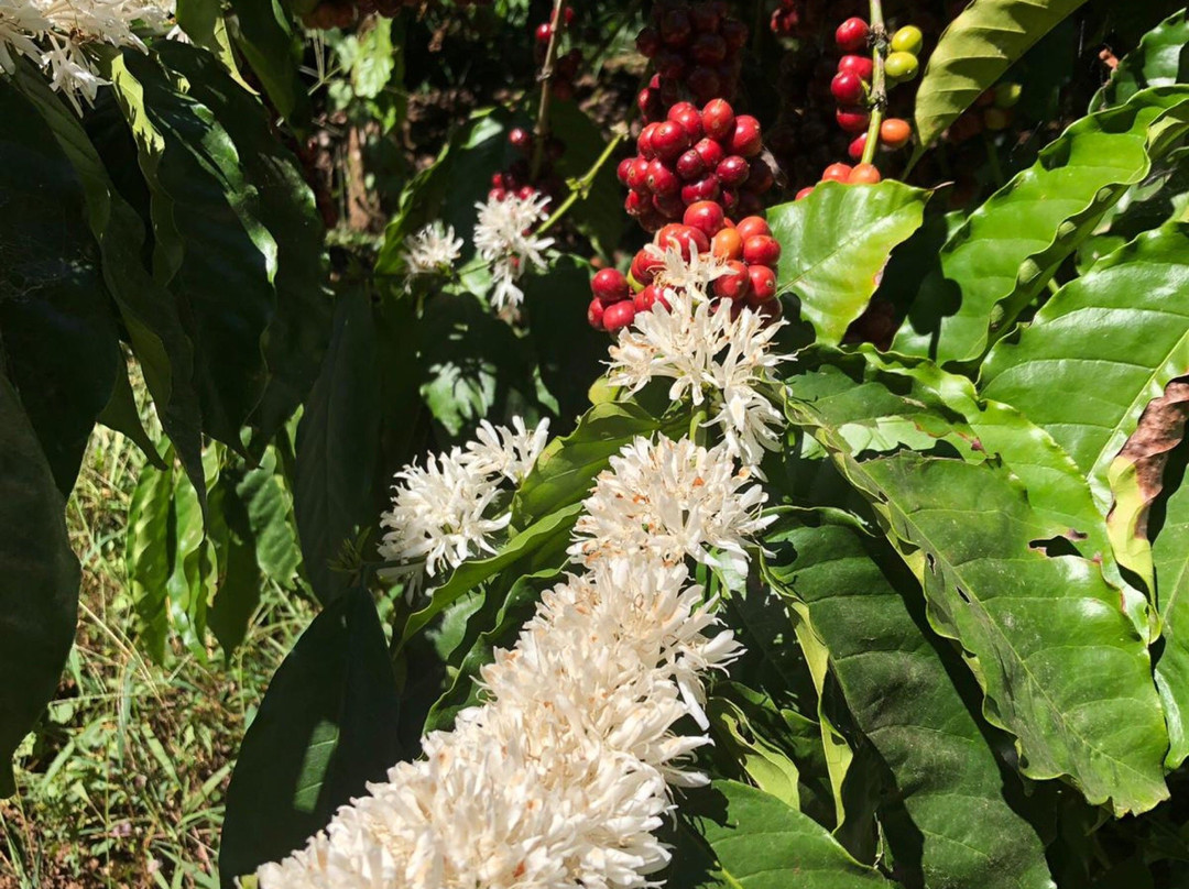 Willow Resorts主图