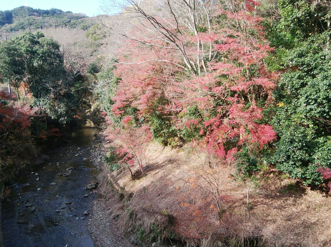 Maple Road-富津市必去景点