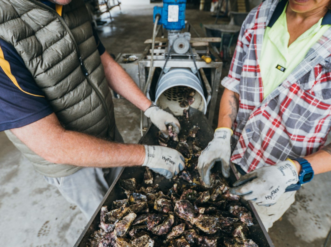 Wheeler's Oyster Farm Tour景点图片