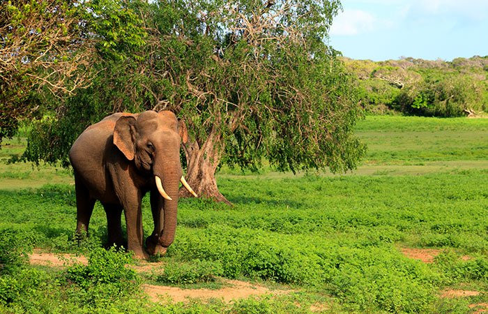 Classical Lanka Tours-Trincomalee必去景点