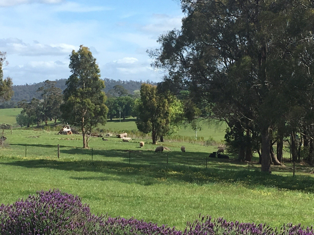 Lavender House Perfumery-Rowella必去景点