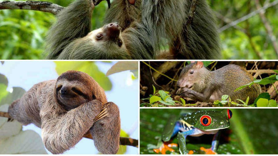 Things to do in Manuel Antonio-哥斯达黎加安东尼奥国家公园必去景点