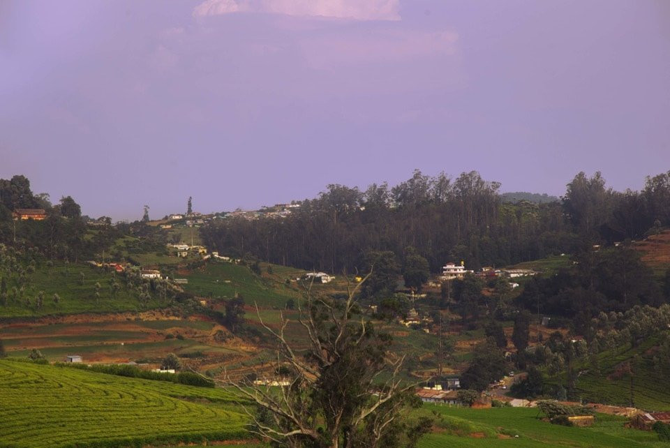 OYO 8731 Bell flower主图