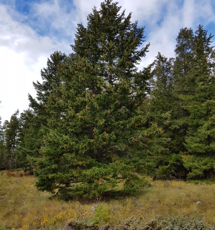Tunkwa Provincial Park-Logan Lake必去景点