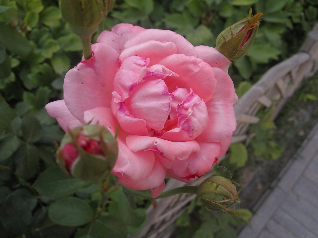 十笏园-潍坊市必去景点