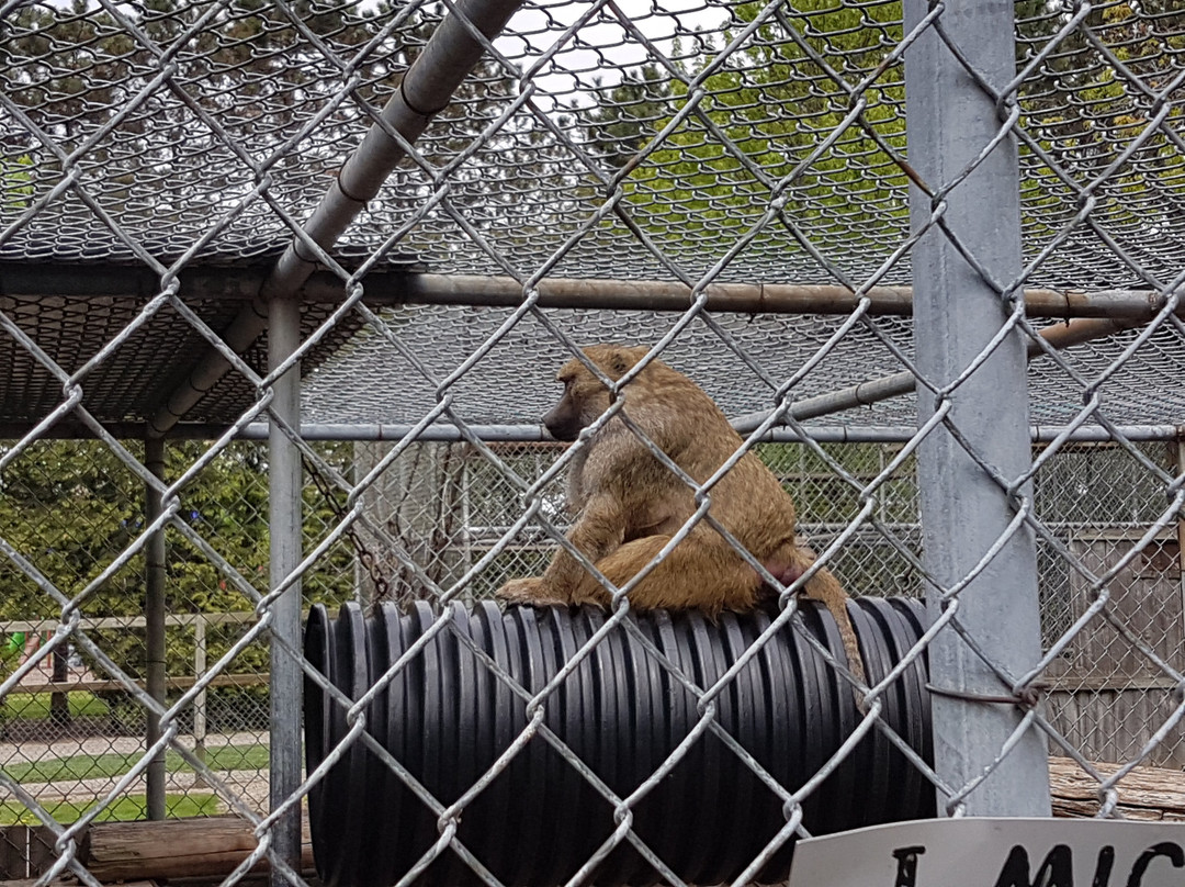 Greenview Aviaries Park and Zoo景点图片