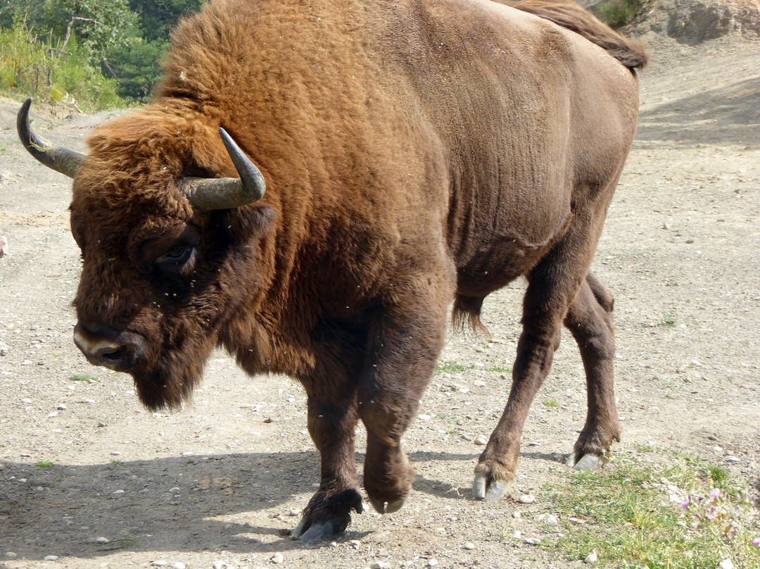 Bison Bonasus景点图片