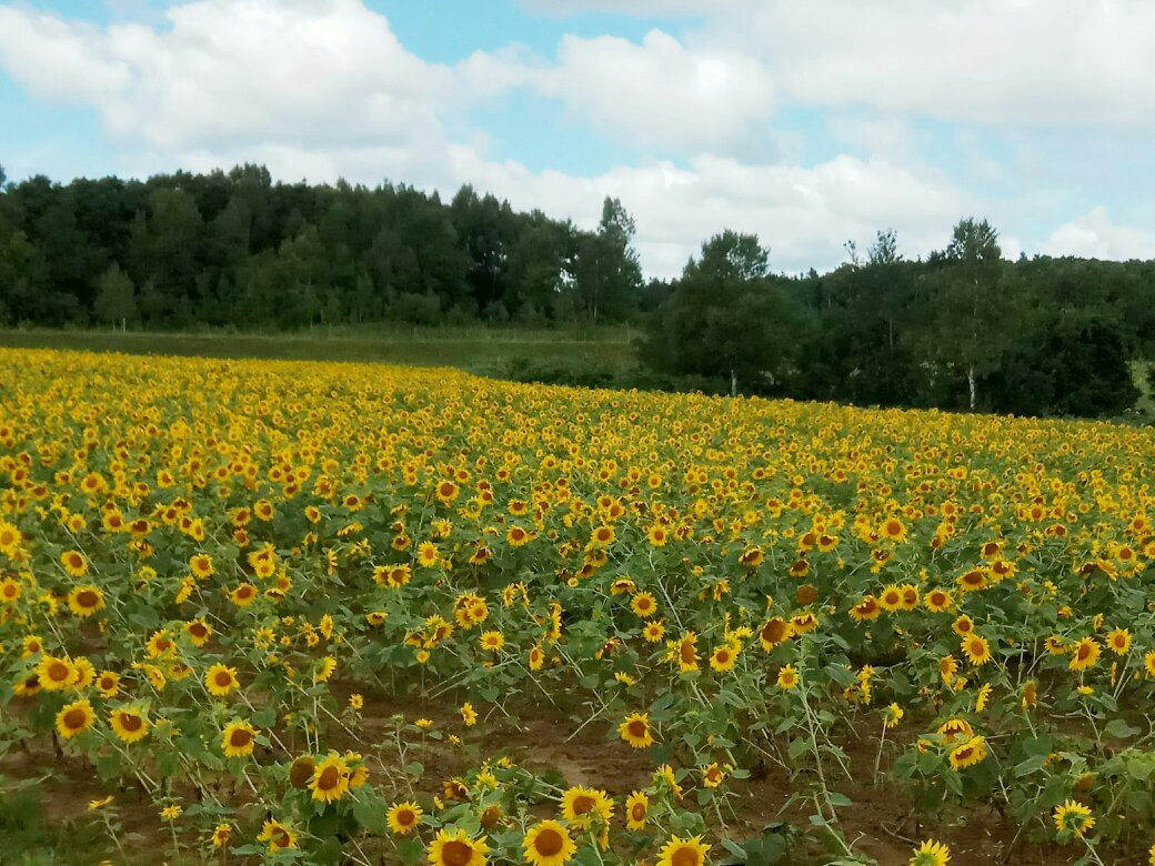 Michi-no-Eki Sunflower Hokuryu