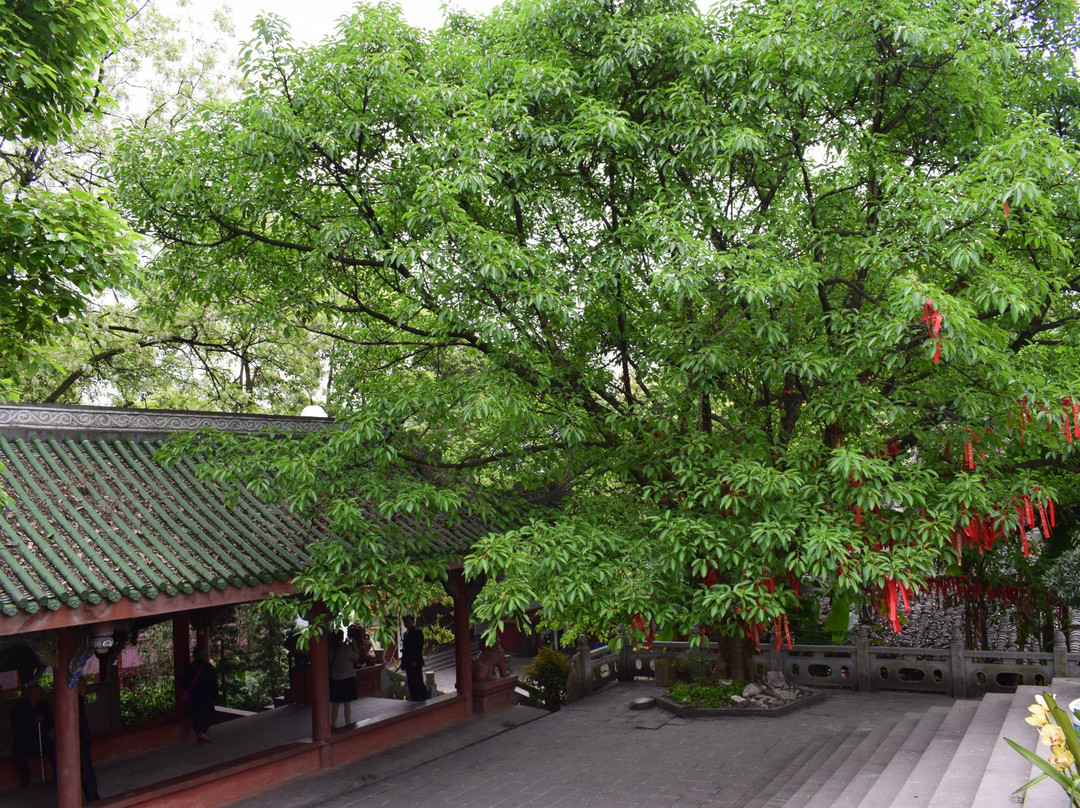 无根山-崇州市必去景点