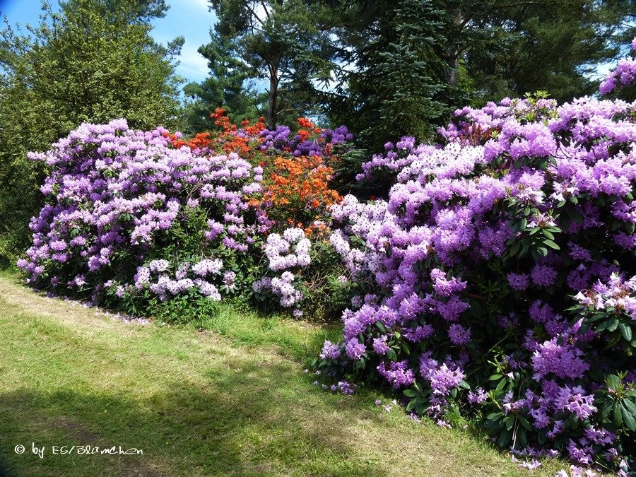Rhododendronpark Jansen景点图片