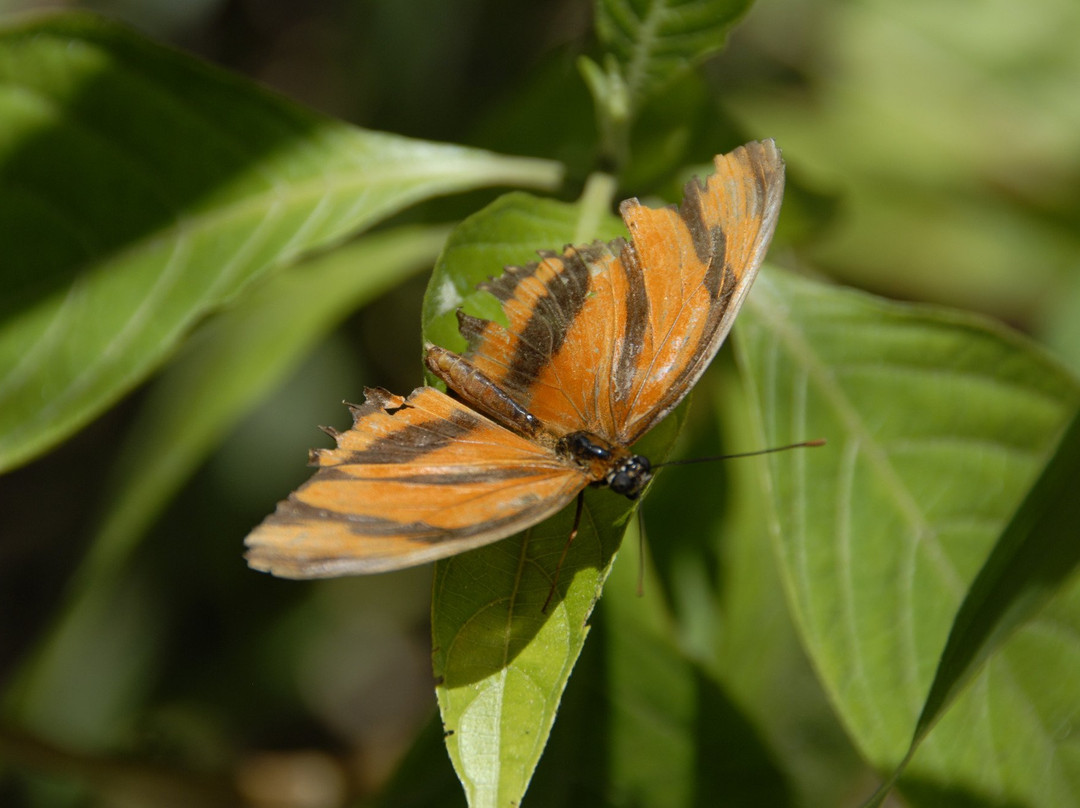 Monteverde Butterfly Gardens景点图片