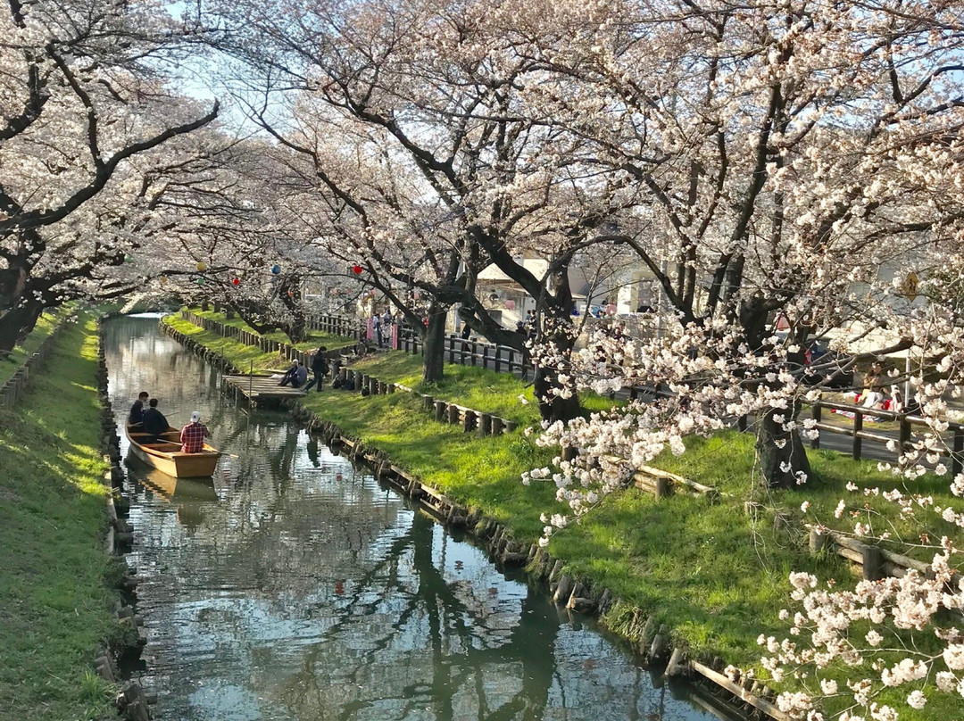 Shingashi River Cherry Blossoms景点图片