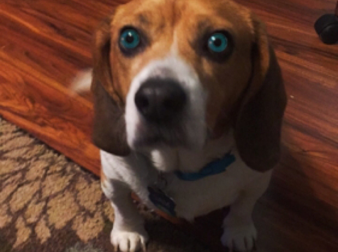 The George Washington, a Wyndham Grand Hotel主图