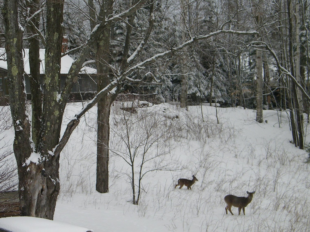 Camp Driftwood主图