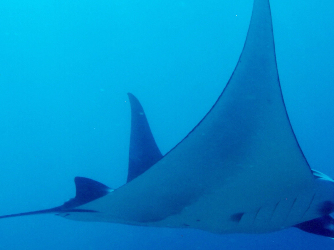 Panama Dive Center景点图片