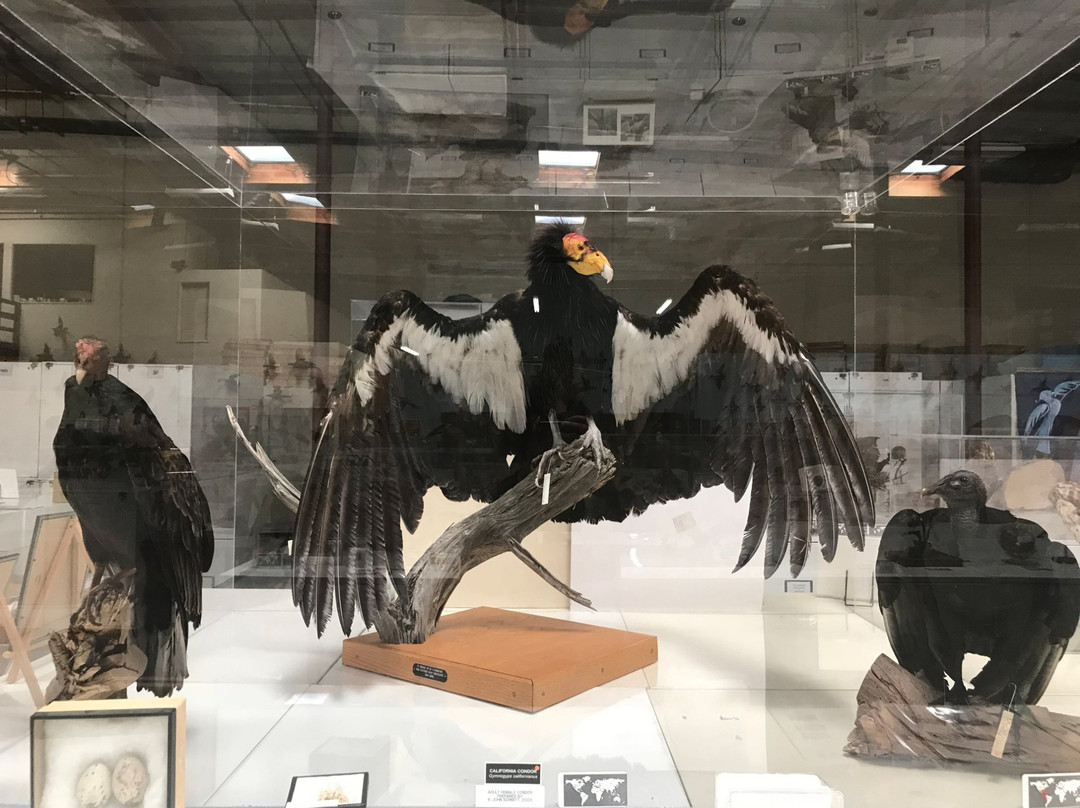 The Western Foundation of Vertebrate Zoology-卡马里奥必去景点